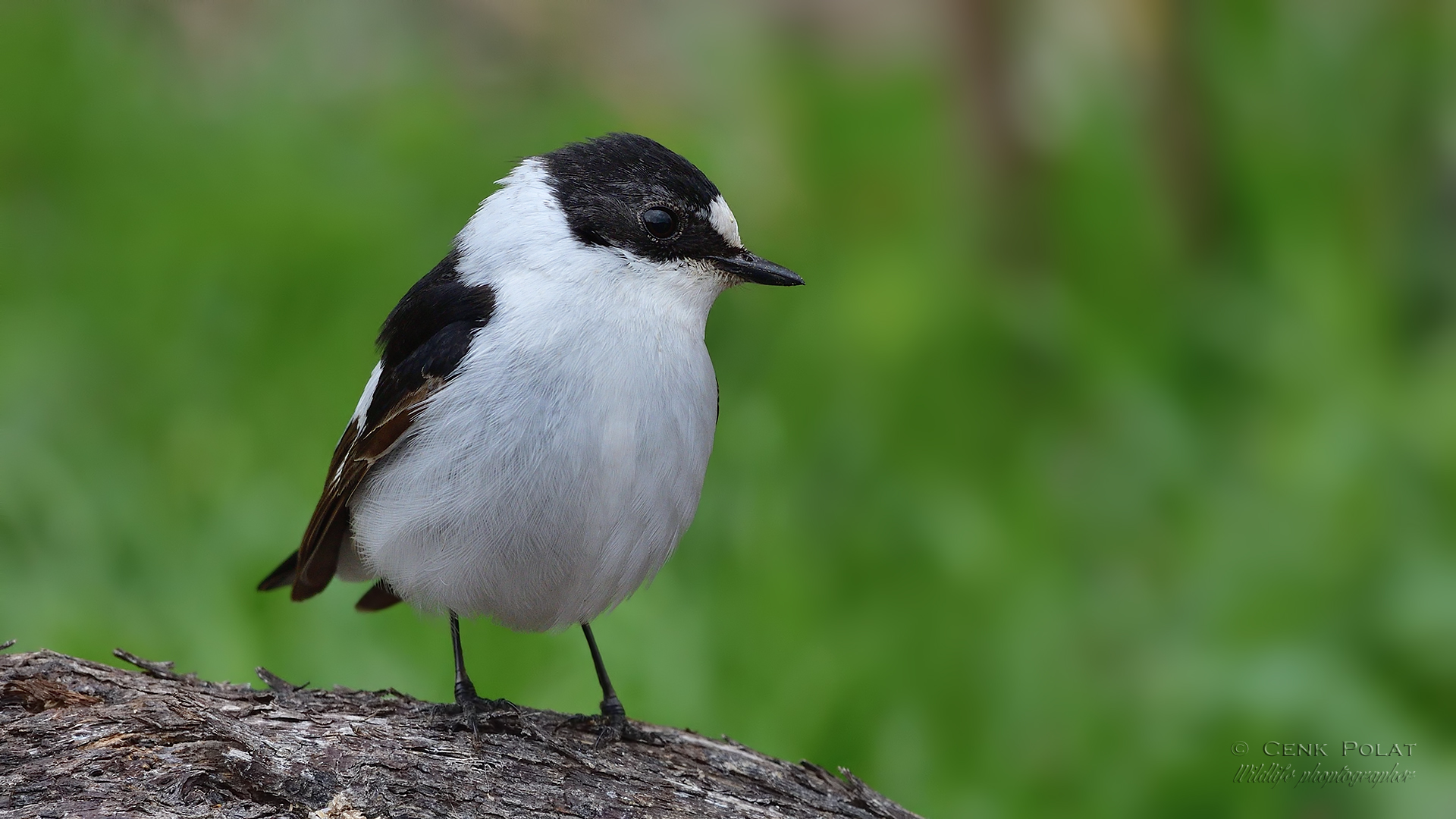 Collared Flycatcher